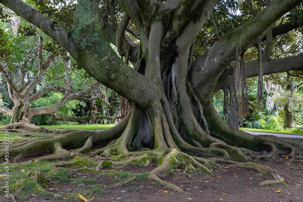 A massive tree with large roots in the garden