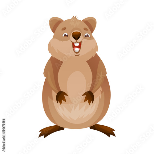 Funny Quokka as Short-tailed Scrub Wallaby with Rounded Ears Standing and Laughing Vector Illustration