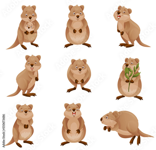 Funny Quokka as Short-tailed Scrub Wallaby with Rounded Ears in Different Pose Vector Set