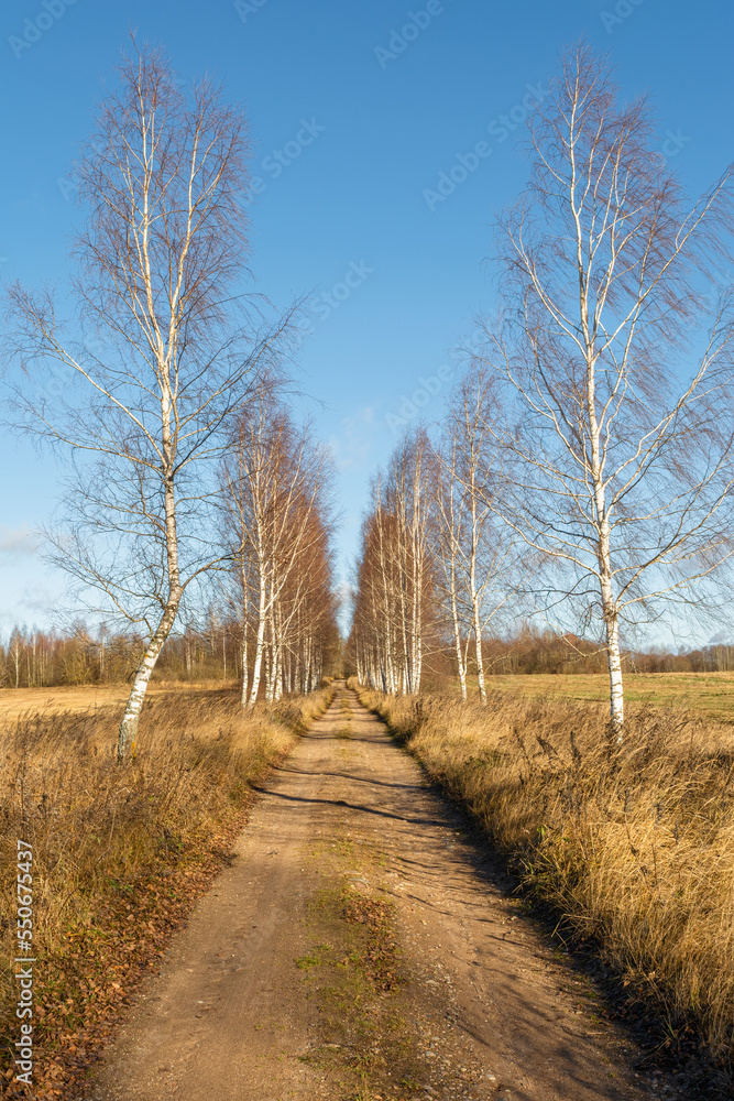 A rural sandy road passes through a birch grove. Trees without leaves. Autumn sunny day with blue clear sky. Nature landscape background