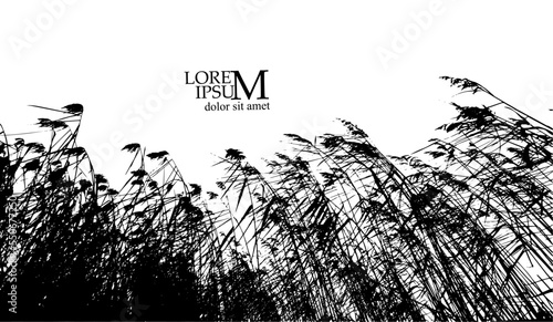 real grass silhouette. Reeds silhouette tracing. Vector illustration
