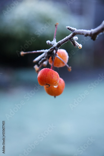 Crab apples on tree in winter frost