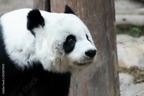 Female Panda in Thailand, Lin Hui