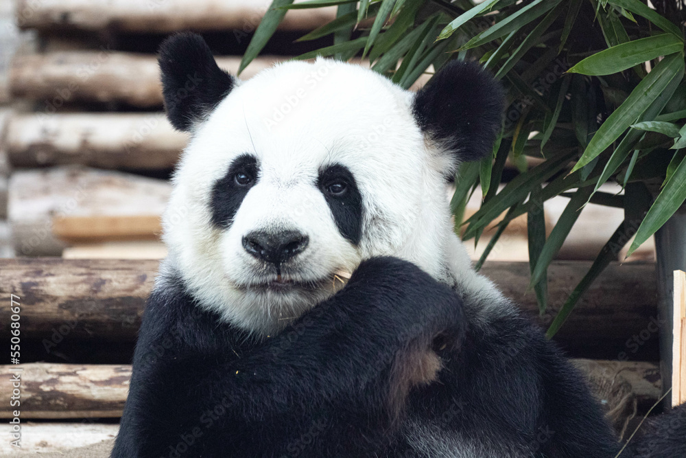 Obraz premium Female Panda in Thailand, Lin Hui