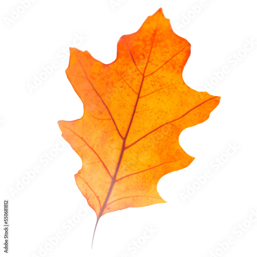 Dry oak autumn leaf isolated on white background, red fall macro leaf