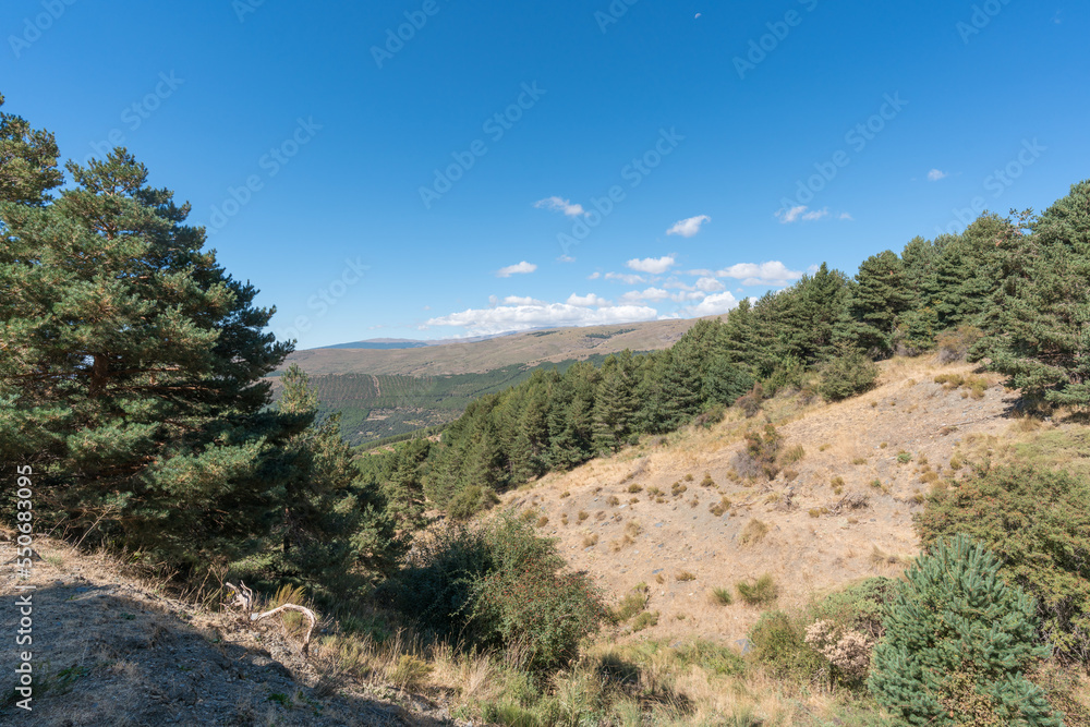 Pine forest in Sierra Nevada