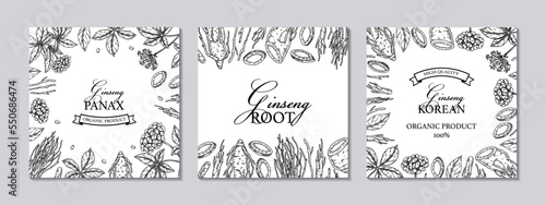 Set of ginseng square designs. Hand drawn botanical vector illustration in sketch style. Can be used for packaging, label, badge. Herbal medicine background