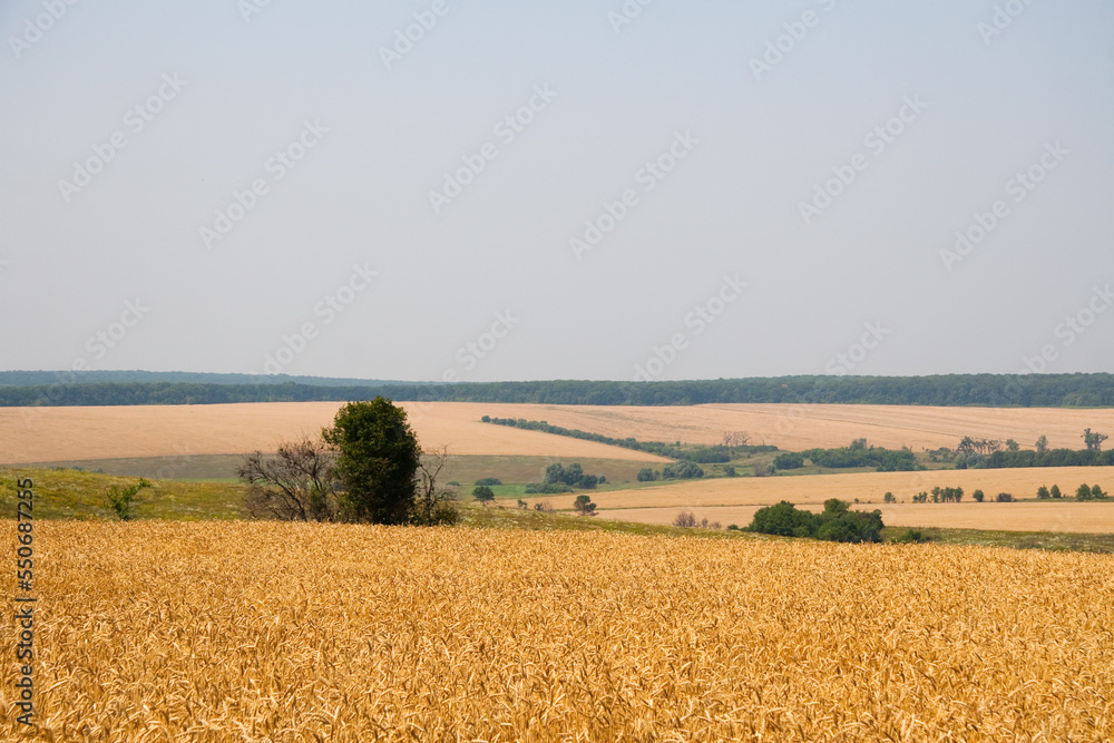 Kharkiv, Ukraine. Golden wheat ripens in an agricultural field where cereals are harvested. Golden grain grains.
