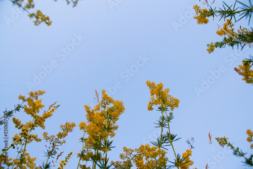 Bottom view of beautiful wild wildflowers in the middle of green ears. above the flowers blue clear sky.