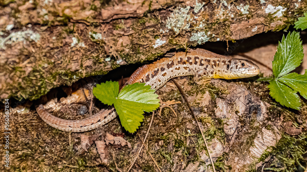 Obraz premium Macro of a sand lizard, lacerta agilis, on a sunny summer day