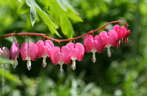 dicenter flowers on a green background photo