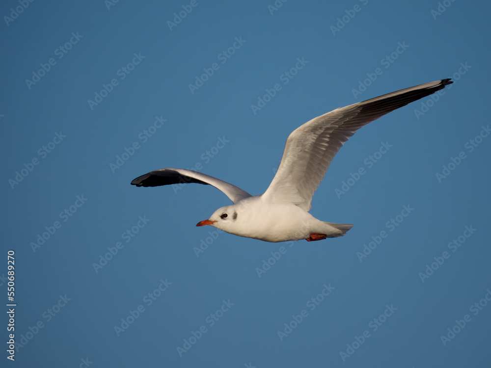 Black-headed gull, Chroicocephalus ridibundus Black-headed gull, Chroicocephalus ridibundus