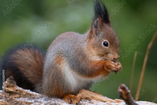 Little red squirrel © Susanna