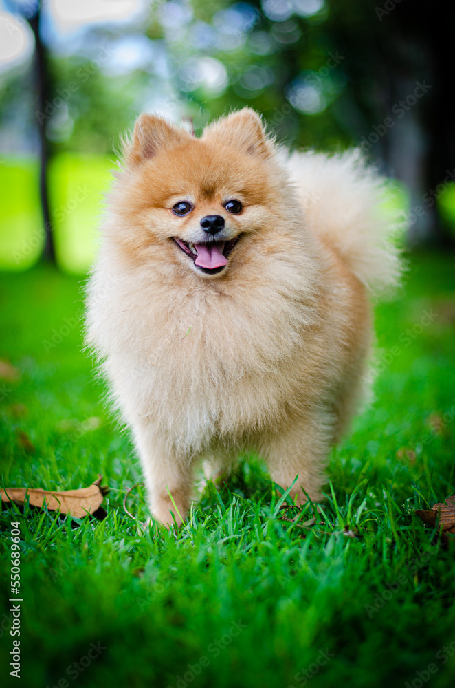 pomeranian dog ong thick tan hair pomeranian dog ong thick tan hair
