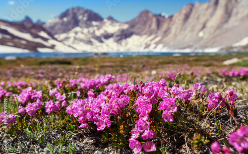 Mountains meadow