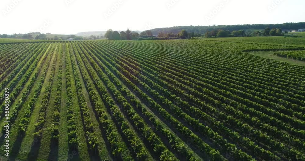 Vue aérienne de vignes dans le bordelais - coucher de soleil