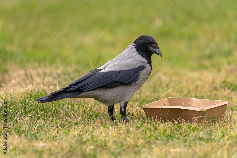 Fototapeta premium wild raven eats