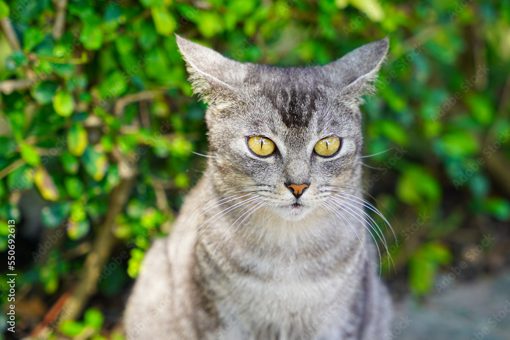 Tabby cat with yellow eyes color in the garden Tabby cat with yellow eyes color in the garden