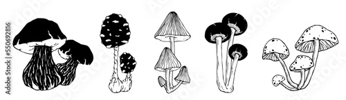 A set of doodle sketches of forest grebes, fly agaric. Ornamental plants. Vector graphics.