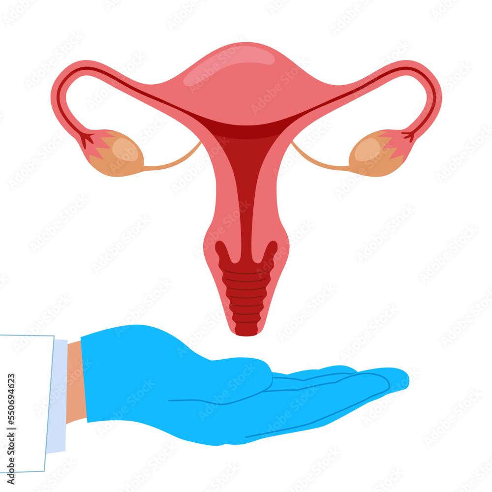 Model of the reproductive system of women. Vector illustration. Model of the reproductive system of women. Vector illustration.