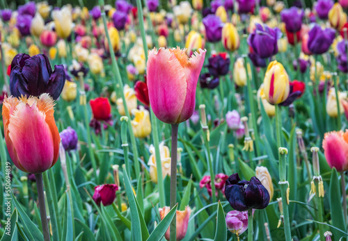 Colouful tulips