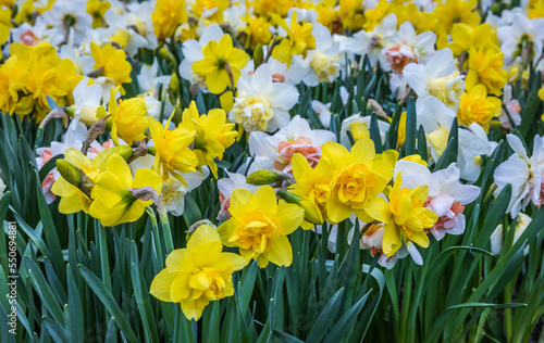 Colouful tulips