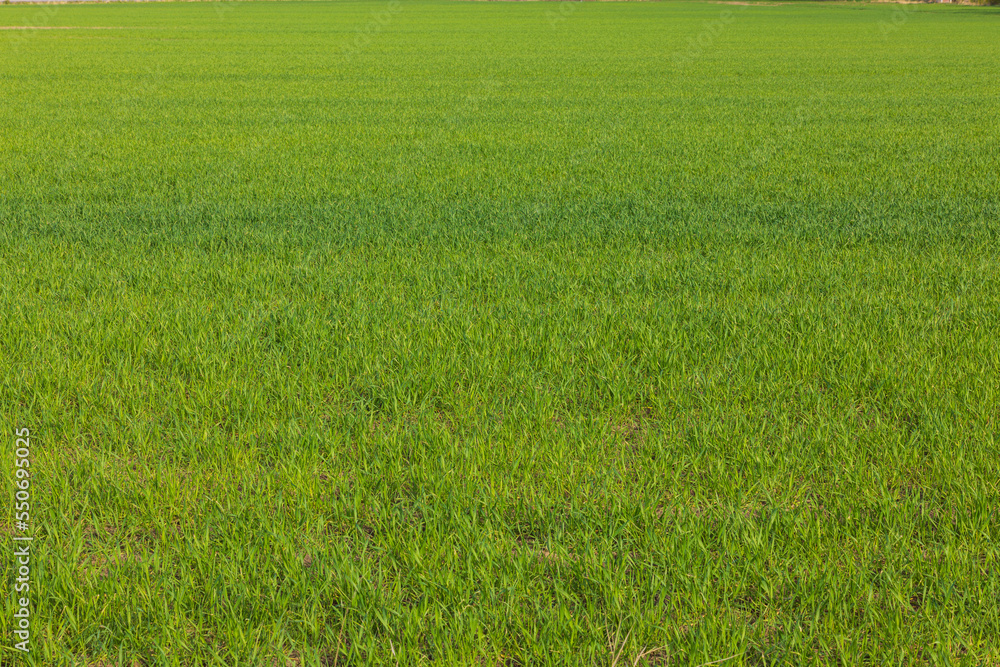 Beautiful view of green grass field. Green background, texture. Beautiful view of green grass field. Green background, texture.