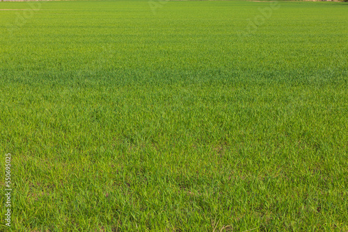 Beautiful view of green grass field. Green background, texture. 