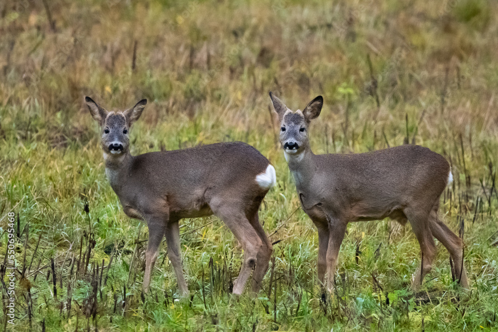 Fototapeta premium Deer stare