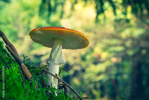 mushroom in the grass
