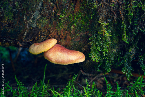 mushrooms on the tree