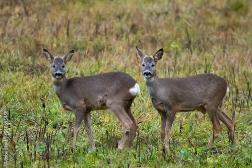 Deer stare