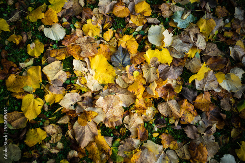 Autumn leaves on wet grass background  vignette filter