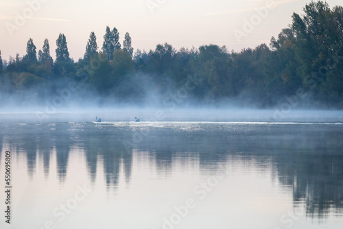 Misty morning with swans in the lake