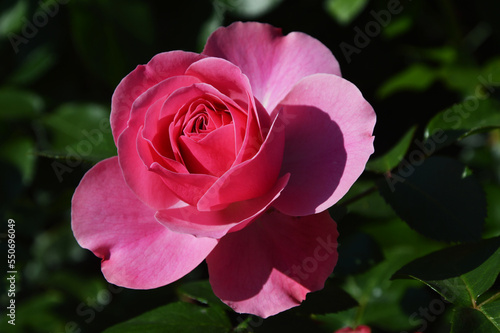 A flower of a pink blossoming rose on a green background. Close-up. Summer flower.