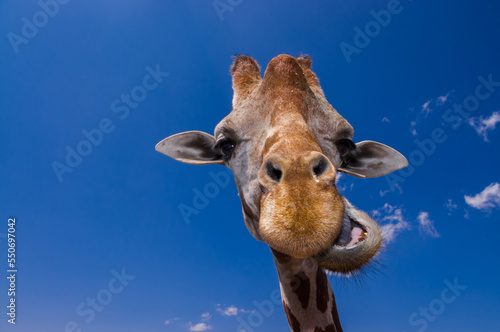 Photography giraffe close up while chewing
