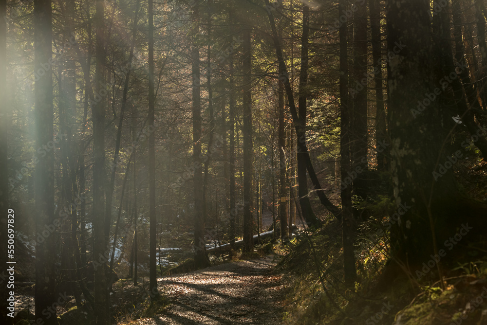 Obraz premium Bergwald im Gegenlicht