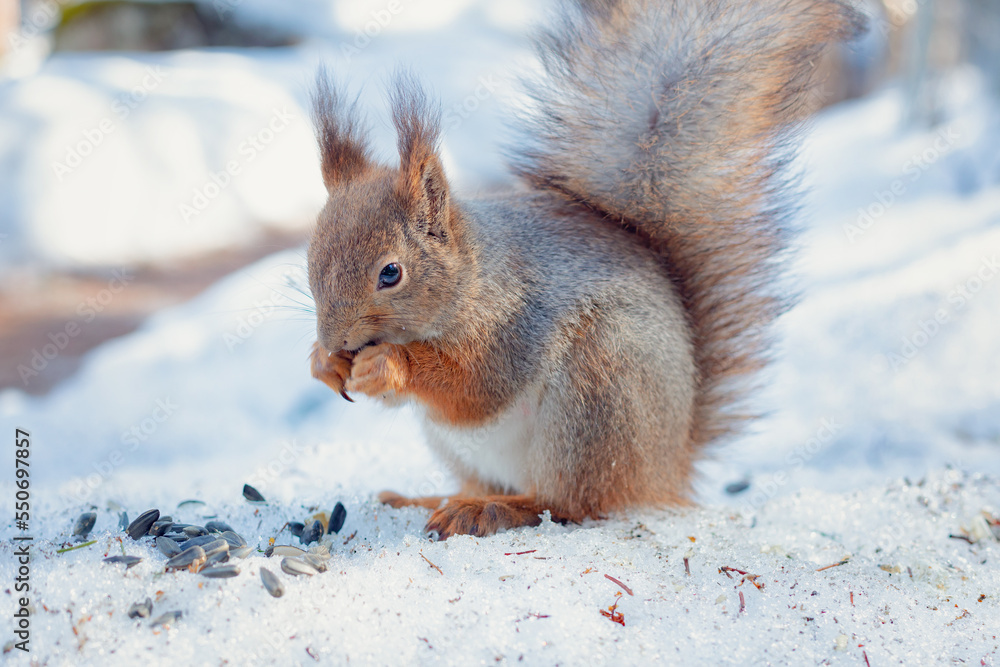 fluffy squirrel eats seeds in winter forest fluffy squirrel eats seeds in winter forest