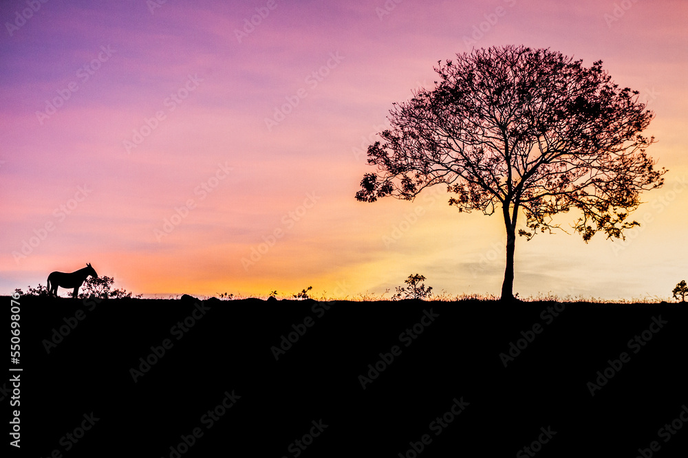 Burrinho no por do sol Burrinho no por do sol