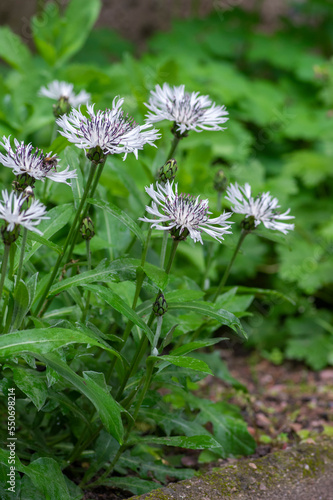 Centaurea montana perennial mountain cornflower in bloom  cultivated snowy white montane knapweed bluet alba flowering plant