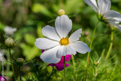 Cosmos bipinnatus flowering white garden mexican aster plants  group of petal flowers in bloom on green shrub