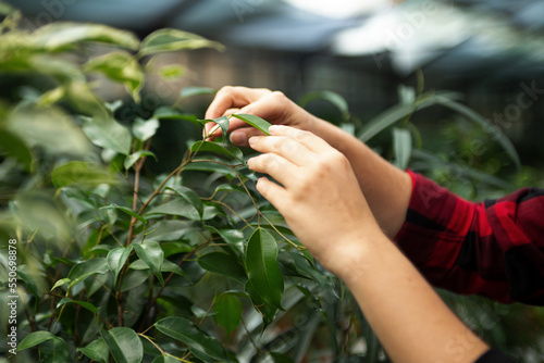 Anonymous woman hands care by ficus leaves in greenhouse. © Bidzilya