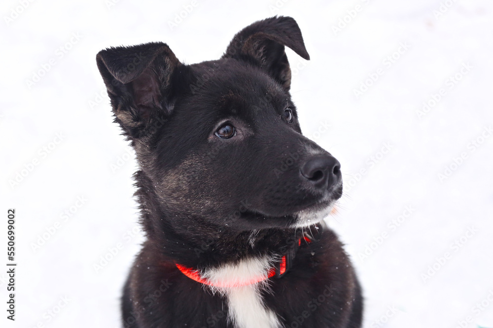 black puppy dog close up portrait isolated on white black puppy dog close up portrait isolated on white