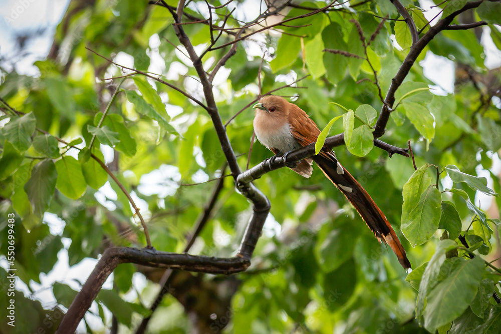 Bird (Piaya cayana) perched on branch of rainforest tree in selective focus. Bird (Piaya cayana) perched on branch of rainforest tree in selective focus.