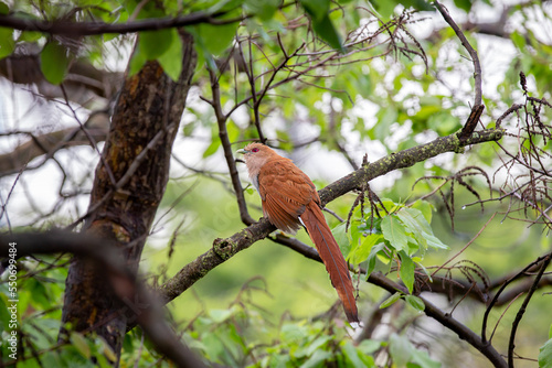 Wild Bird (Piaya cayana) perched on branch of rainforest tree in selective focus photo