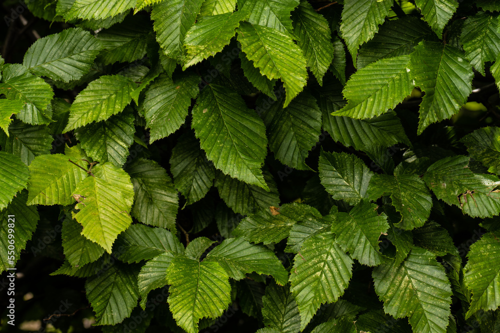 Leaves of Carpinus betulus in a garden. Leaves of Carpinus betulus in a garden.