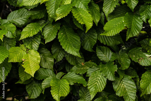 Leaves of Carpinus betulus in a garden.