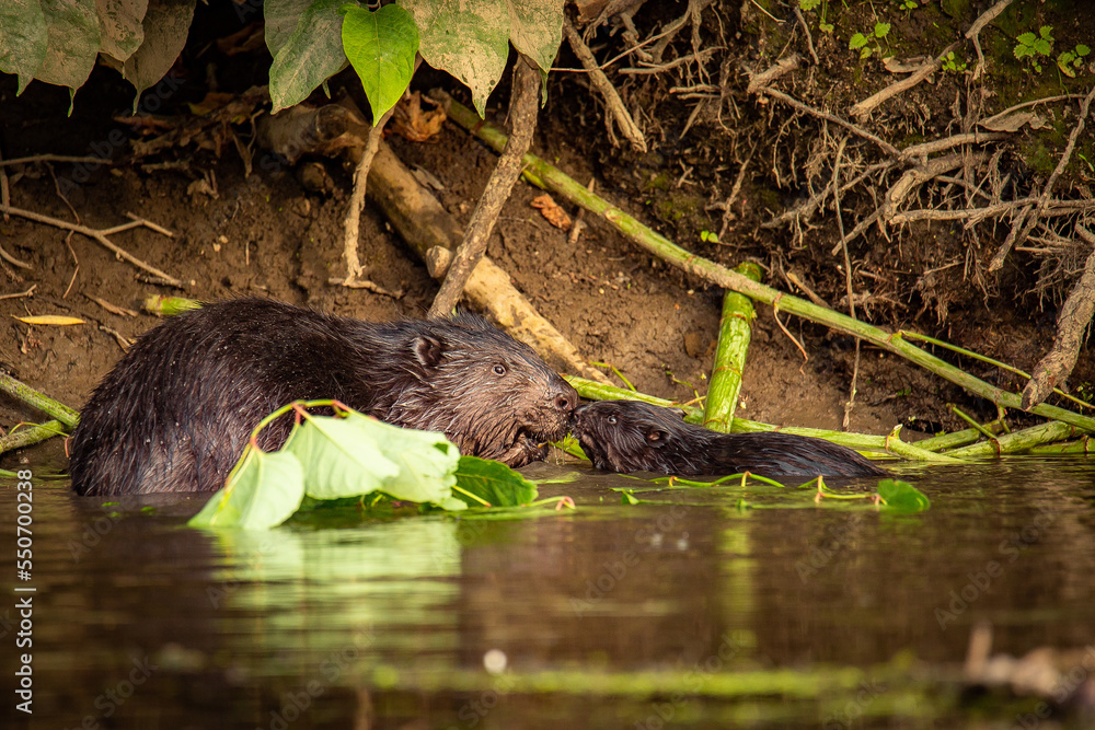 Bóbr - Beavers