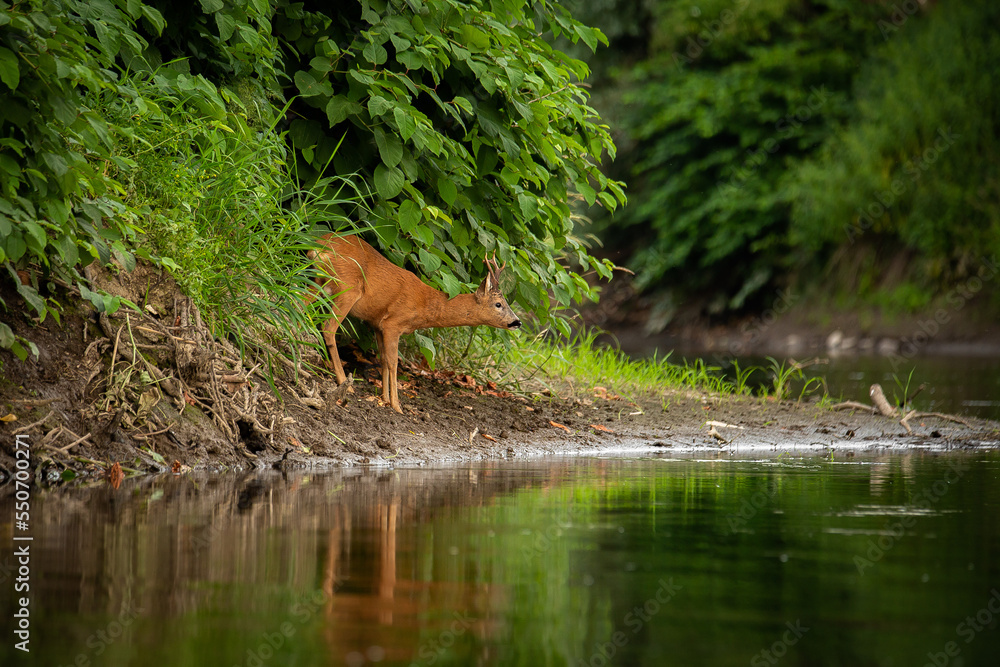 Sarna - Roe - Roedeer