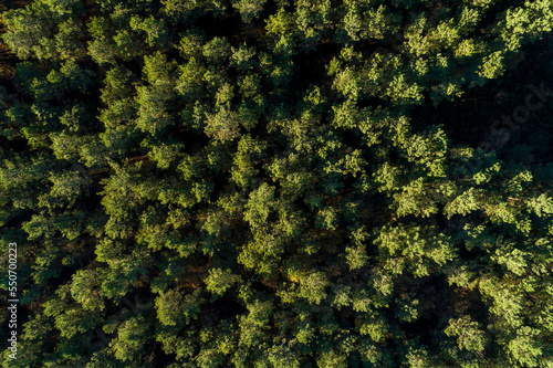 overhead aerial drone view of a pine forest at dusk